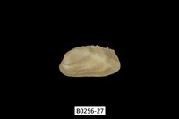 藏品(紫斑船蛤)的圖片